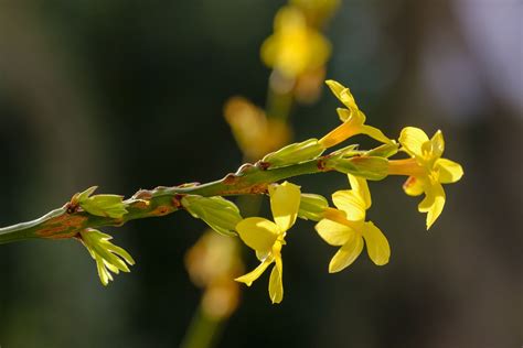 jasmine wilde|14 Best Types of Jasmine for Your Landscape .